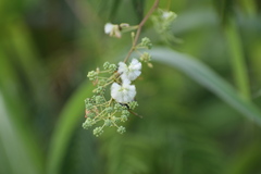 Acaciella
