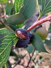 Hakea petiolaris