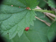 Subcoccinella vigintiquatuorpunctata