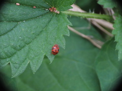 Subcoccinella vigintiquatuorpunctata