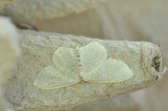 Scopula inductata