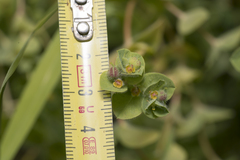 Euphorbia hirsuta