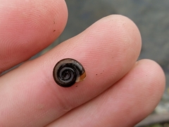 Planorbidae