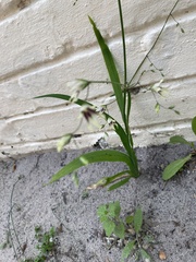 Melasphaerula graminea