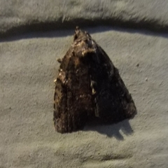 Pseudeustrotia indeterminata