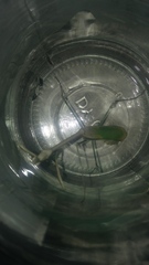 Empusa