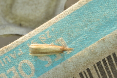 Donacaula albicostellus