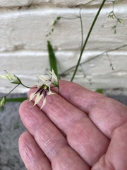 Melasphaerula graminea