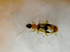 Demetrias imperialis