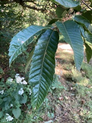 Fagaceae