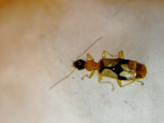 Demetrias imperialis