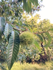 Fagaceae