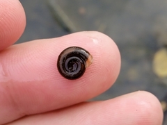 Planorbidae