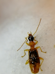 Demetrias imperialis