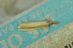 Donacaula albicostellus