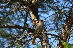 Perisoreus infaustus