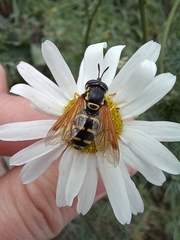Chrysotoxum festivum