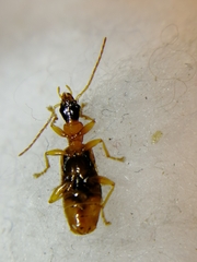 Demetrias imperialis