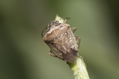 Eysarcoris ventralis