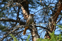 Perisoreus infaustus