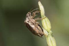 Eysarcoris ventralis