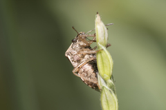 Eysarcoris ventralis