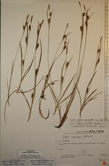 Carex conoidea