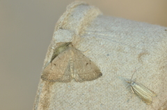 Zanclognatha protumnusalis