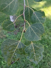 Populus tremuloides