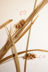 Carex conoidea