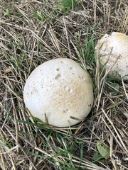 Calvatia