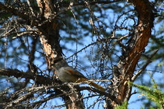 Perisoreus infaustus