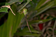 Gynacantha rosenbergi