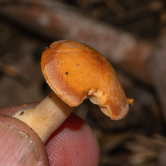 Cuphophyllus pratensis