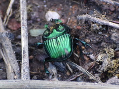 Phanaeus furiosus