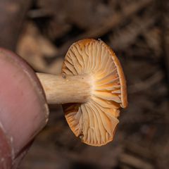 Cuphophyllus pratensis