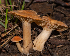 Cuphophyllus pratensis