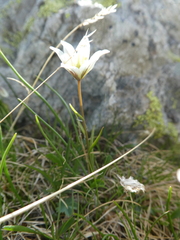 Gagea serotina