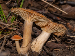 Cuphophyllus pratensis