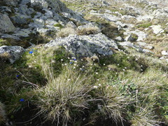 Gagea serotina