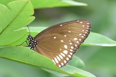 Euploea klugii kollari