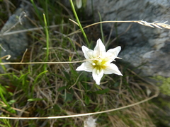 Gagea serotina