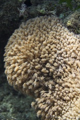 Anthozoa