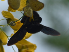 Xylocopa fimbriata