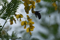 Xylocopa fimbriata