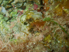 Lepadogaster candolii
