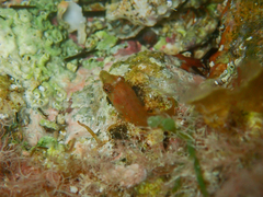 Lepadogaster candolii