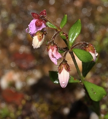 Tetratheca ciliata