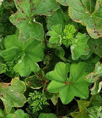 Alchemilla subcrenata
