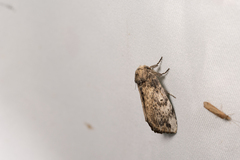 Norracoides basinotata